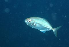 Uraspis helvola