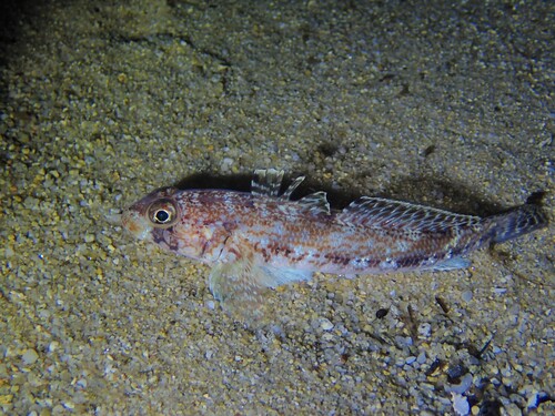 Gobius geniporus