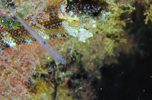 Aphia minuta