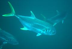 Caranx caninus