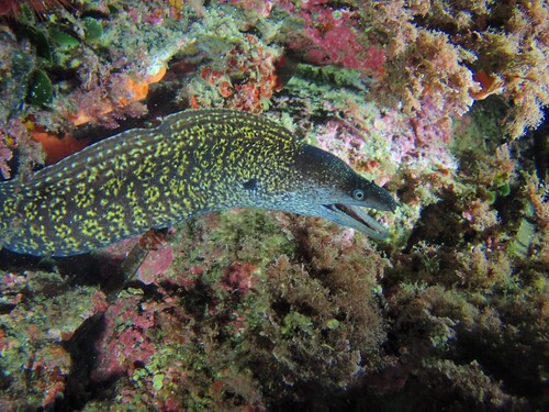 Muraena helena