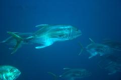 Caranx caninus