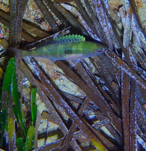 Photo de Mendole (Spicara maena)