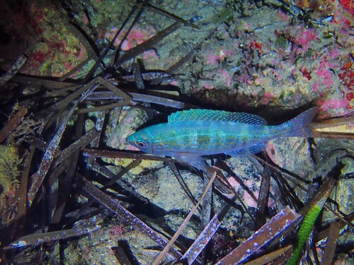 Spicara maena