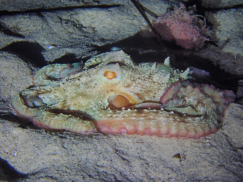 Octopus vulgaris