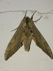 Pseudoclanis postica