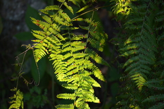 Athyriaceae