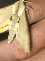 Pseudoclanis postica