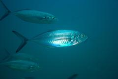 Caranx caballus