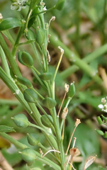 Lepidium oleraceum