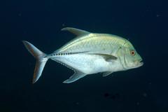 Caranx lugubris