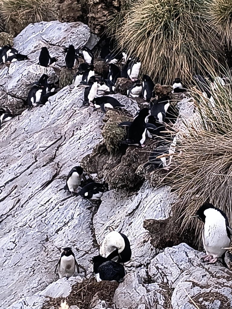 Rockhopper penguins scattered across a rocky slope among tussock grass at a Falkland Islands colony