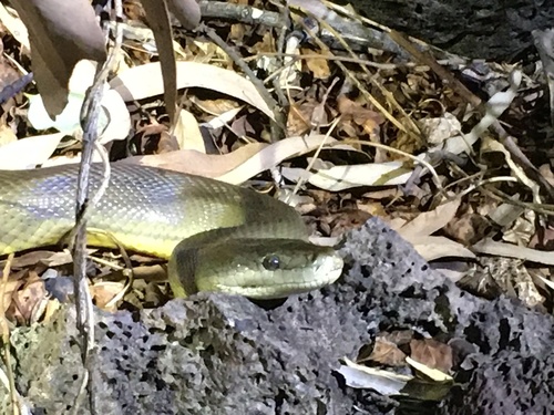 Water Python sighting