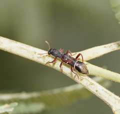 Tarsostenodes