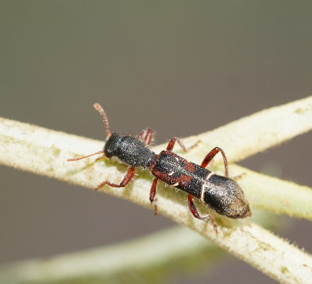 Tarsostenodes guttulus