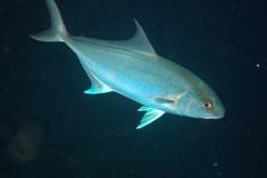 Seriola rivoliana