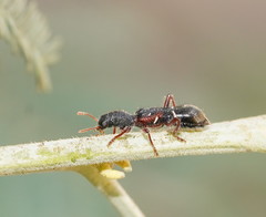 Tarsostenodes
