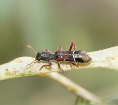 Tarsostenodes