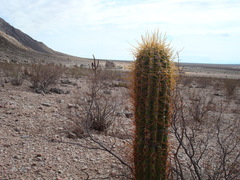 Trichocereus terscheckii