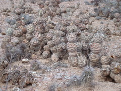 Tephrocactus articulatus