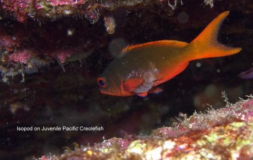 Renocila thresherorum