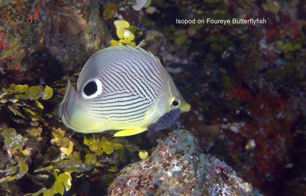 Anilocra chaetodontis