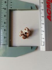 Megabalanus tintinnabulum