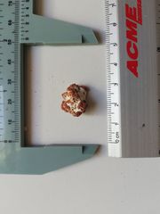 Megabalanus tintinnabulum