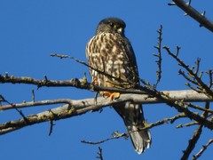 Falco columbarius suckleyi