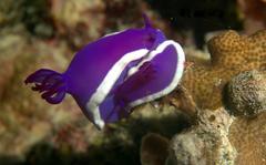 Hypselodoris violacea