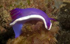 Hypselodoris violacea