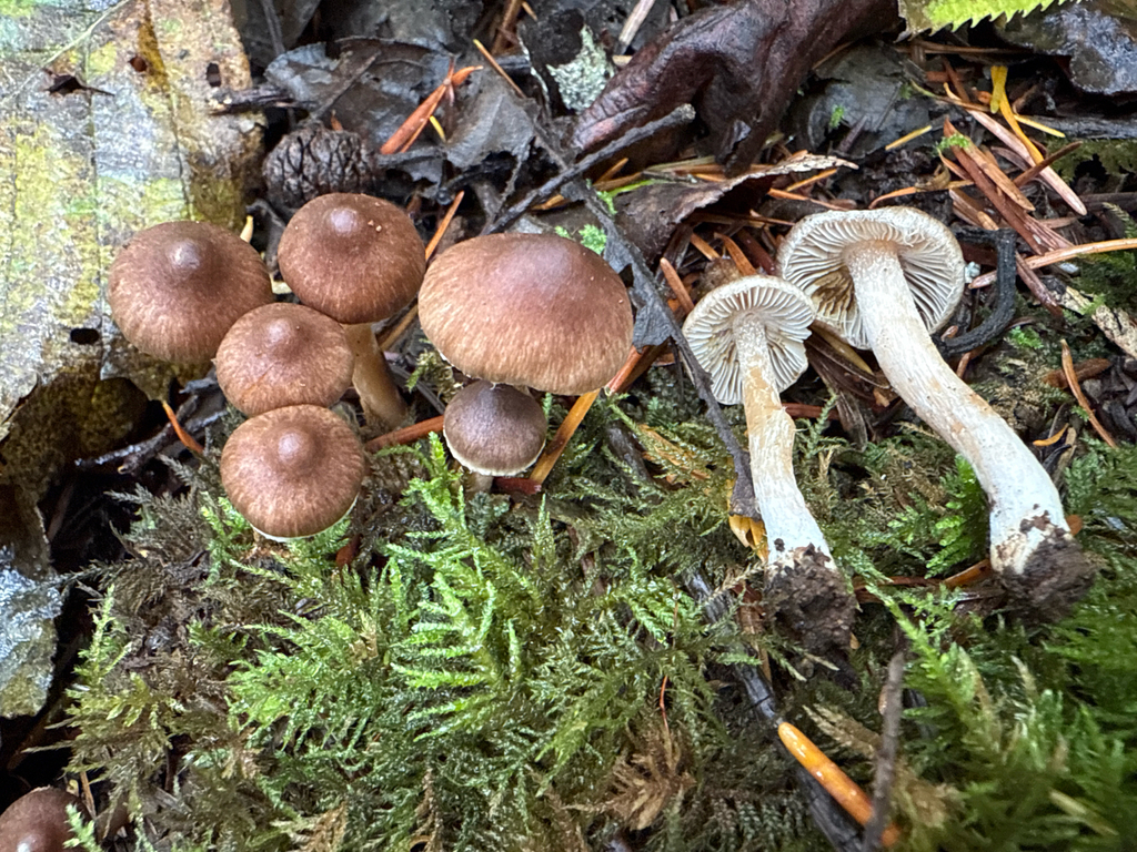 Inocybe volvata in November 2025 by ym_wang_pnw · iNaturalist
