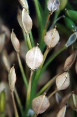 Lepidium oleraceum