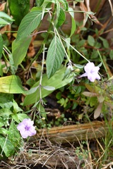 Ruellia breedlovei