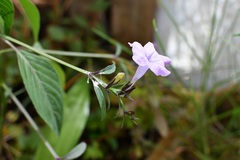 Ruellia breedlovei