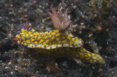 Hypselodoris