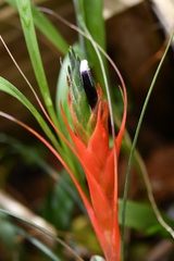 Tillandsia punctulata