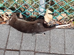 Pseudocheirus occidentalis