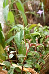 Peperomia consoquitlana