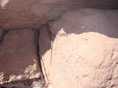 Liolaemus austromendocinus