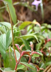 Peperomia consoquitlana