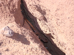 Liolaemus austromendocinus