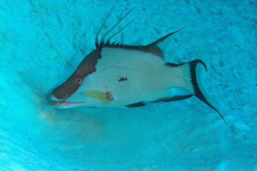 Hogfish