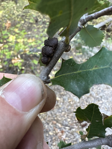iNaturalist observation photo of Disholandricus chrysolepidis