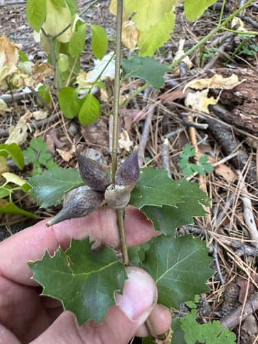 iNaturalist observation photo of Beaked Spindle Gall Wasp