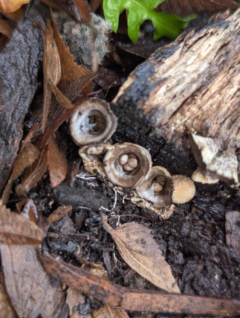 Cyathus olla · November 2025 · photo: © pilmar (iNaturalist, cc0)