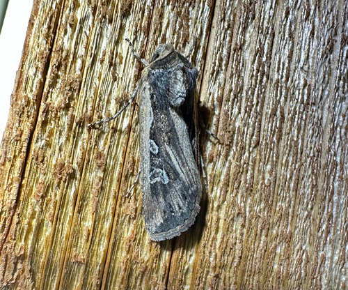 iNaturalist observation photo of Army Cutworm Moth