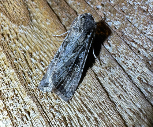 iNaturalist observation photo of Noctuini