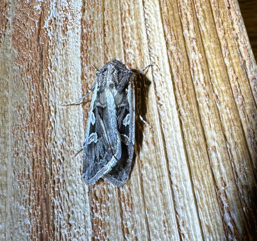 iNaturalist observation photo of Army Cutworm Moth