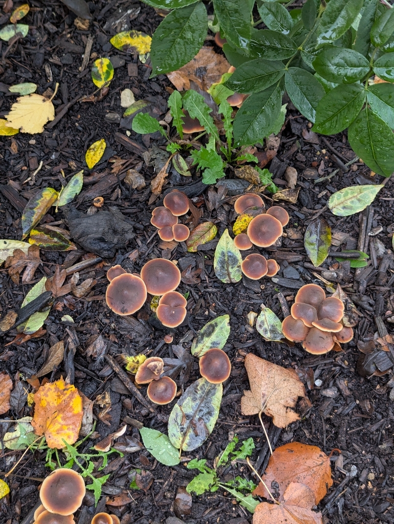 Macrocystidia cucumis · November 2025 · photo: © pilmar (iNaturalist, cc0)